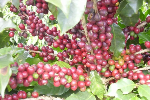 Brazil Mantiqueira Rubi