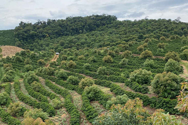 Brazil Mantiqueira Rubi