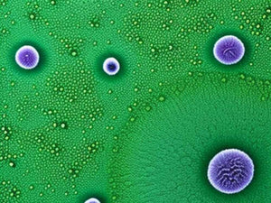 Macerazione e fermentazione processo di vinificazione con uva fermentata