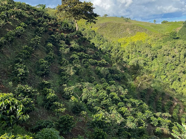 Café de spécialité Colombie Finca 4 Vents Double Fermentation Naturelle