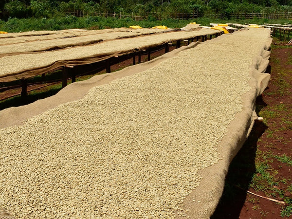 etiopia aricha specialty coffee lavato
