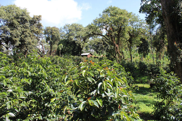 Caffè Specialty Kenya Thimu Baragwi Lavato