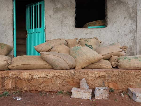 ETHIOPIA - GOGUGU - washed