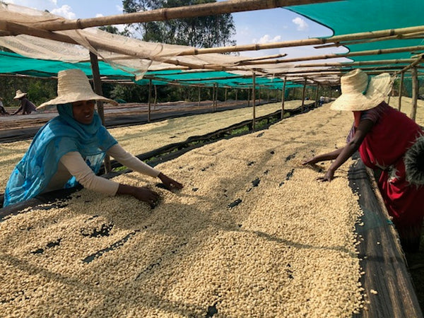ETHIOPIA - GOGUGU - washed