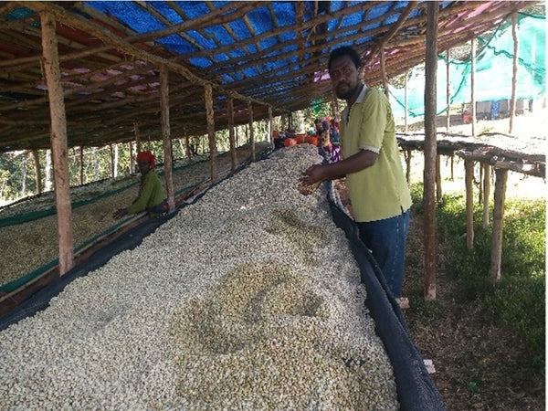 ETHIOPIA - GOGUGU - washed