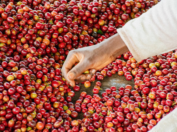 Caffè Specialty Kenya Karimikui Lavato
