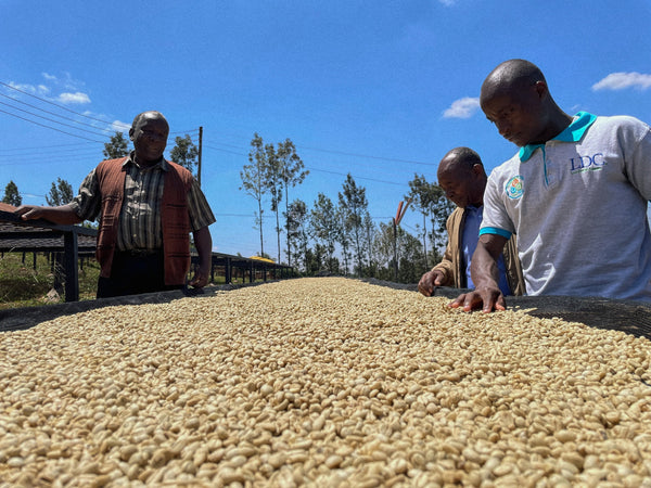 Caffè Specialty Kenya Karimikui Lavato