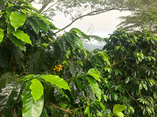 Specialty Coffee Colombia Atunkaa - Decaffeinated