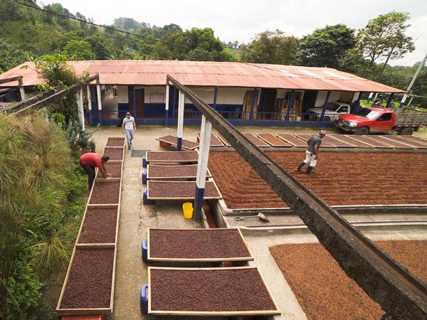 SERIE COFFEE HEROES - COLOMBIA - EL PLACER - PROCESO DE SESIONES IPA