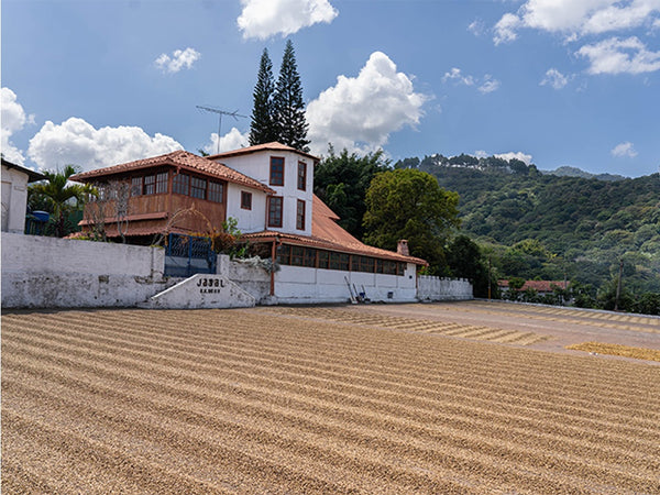 قهوة مختصة السلفادور ميرامار طبيعي جبل جاف بطريقة اللاهوائية OOTB