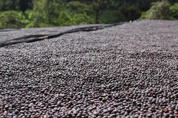 Ethiopia Specialty Coffee Dareki Natural