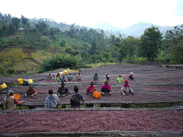 Caffè Specialty Etiopia Bombe Chilaga Naturale
