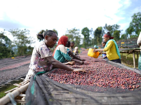 Caffè Specialty Etiopia Bombe Chilaga Naturale
