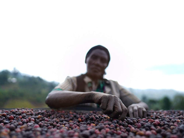 Caffè Specialty Etiopia Bombe Chilaga Naturale