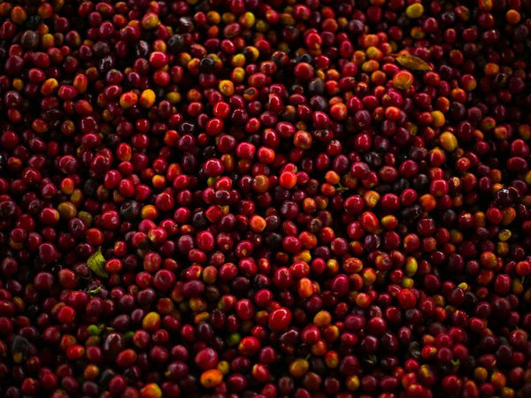 Caffè Specialty Etiopia Bombe Chilaga Naturale