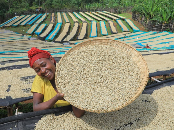 A woman handling parchment coffee in chelbesa