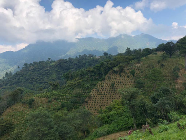 Caffè Specialty Guatemala Pampojila Lavato