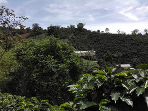 Caffè Specialty Colombia La Esperanza Honey Anaerobico