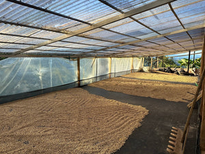 Processo lavato in filnca El Diviso