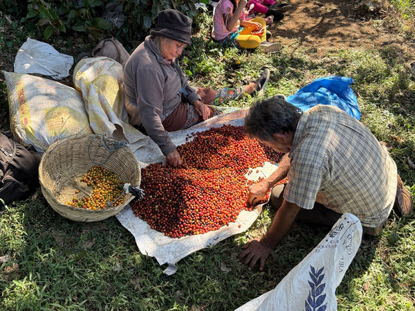 Specialty Coffee El Salvador Noruega Natural