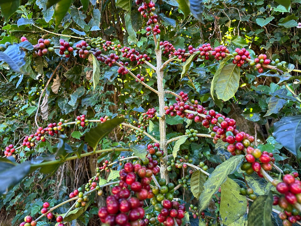 Specialty Coffee El Salvador Noruega Natural