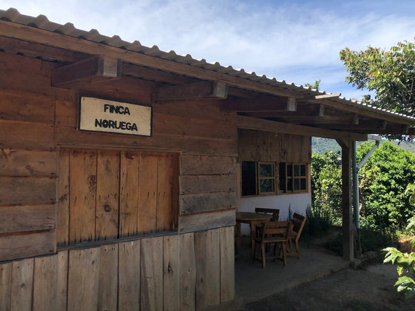 Specialty Coffee El Salvador Noruega Natural