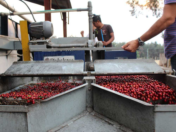 Guatemala Specialty Coffee Piedra Azul