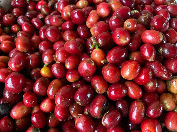 Specialty Coffee Indonesia Pegasing Lavato