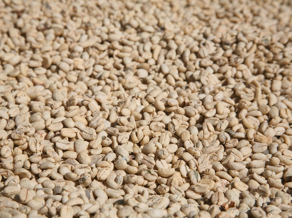 Specialty Coffee Indonesia Pegasing Lavato