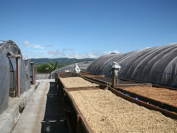 Specialty Coffee Indonesia Pegasing Lavato