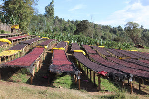 Caffè Specialty Etiopia Jimma Birbisa Naturale