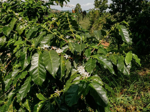 Pianta di caffè Red Bourbon in fioritura nella piantagione di Nyamasheke, Rwanda — microlotto Kirambo