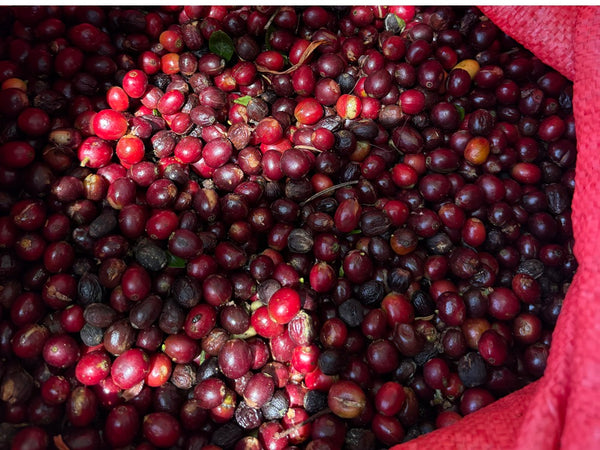 Caffè Specialty Nicaragua Los Papales Lavato Anaerobico