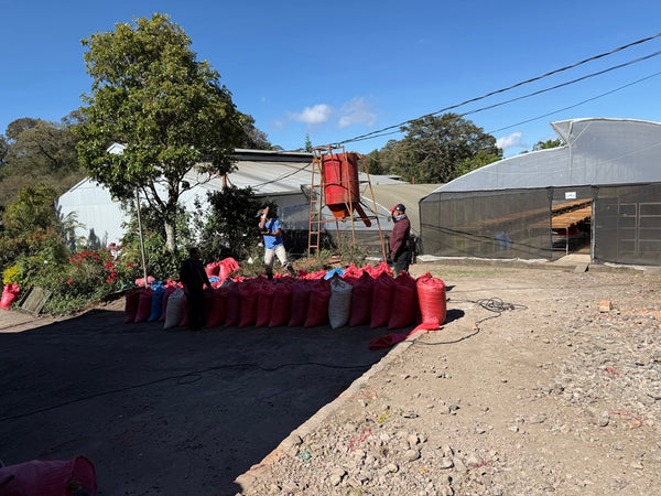 Caffè Specialty Nicaragua Los Papales Lavato Anaerobico