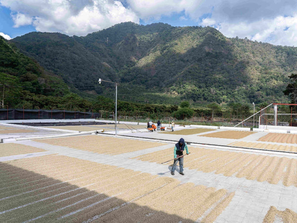 Caffè Specialty Guatemala Pampojila Lavato