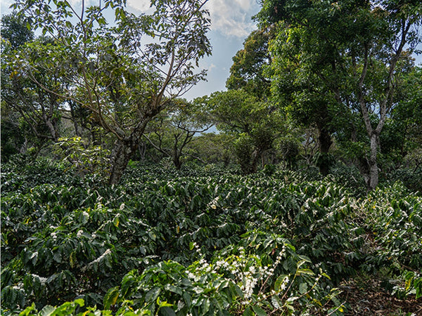 قهوة مختصة السلفادور ميرامار طبيعي جبل جاف بطريقة اللاهوائية OOTB