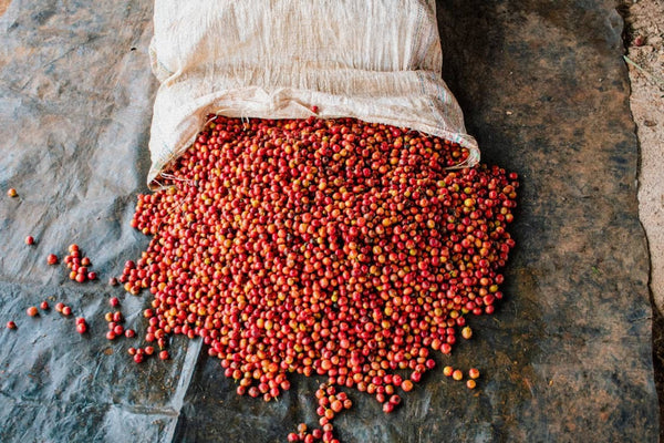 Kenya lavato specialty drupe mature
