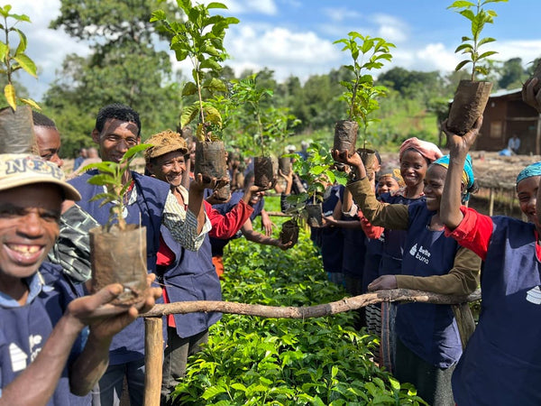 Caffè Specialty Etiopia Taferi Kela Naturale Extended