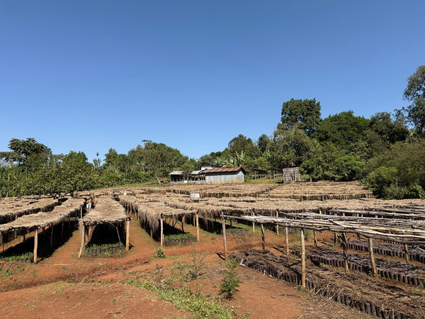 Caffè Specialty Etiopia Taferi Kela Lavato
