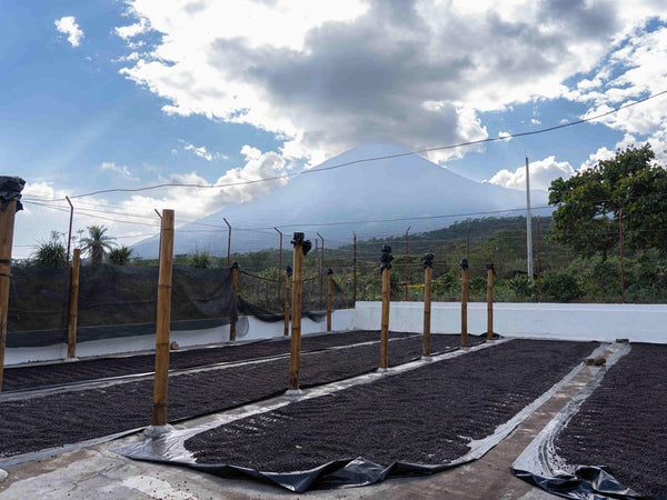 قهوة متخصصة نيكاراغوا لوس باباليس تخمير مزدوج