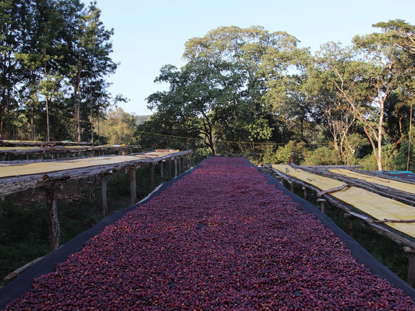 قهوة متخصصة إثيوبيا كابيرا الدفعة 2 طبيعية