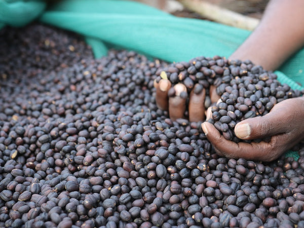 قهوة متخصصة إثيوبيا كابيرا الدفعة 2 طبيعية