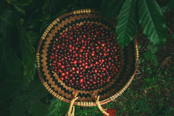 Freshly picked specialty coffee cherries in a woven basket, showcasing vibrant colors for Garage Coffee Bros.