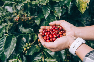 Mani che raccolgono ciliegie di caffè rosse mature da una pianta